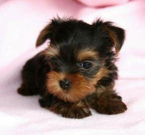 Yorkshire Terrier