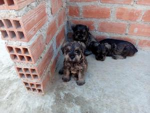 en Venta Lindos. Esnauser