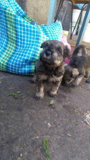 vendo tiernos perritos snauzher toy