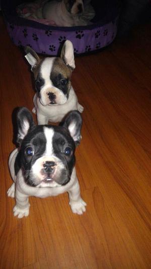 2 Cachorritos Bulldog francs raza pura