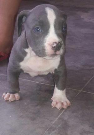 AMERICAN BULLY