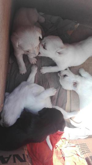 Adopten cachorros raza pequea