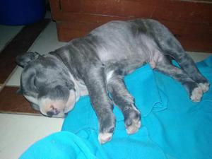 Blue Nose en Venta