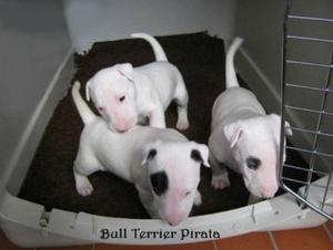 Bull Terrier