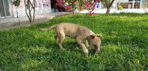 Bull Terrier Cachorras