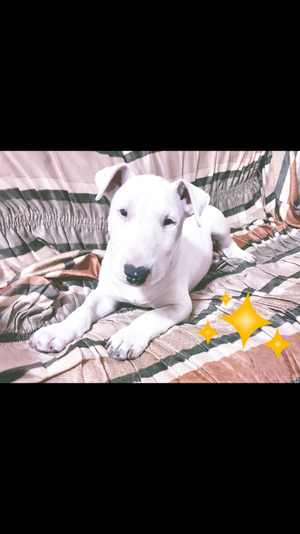 Bull terrier