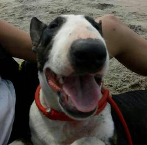 Bull terrier en venta