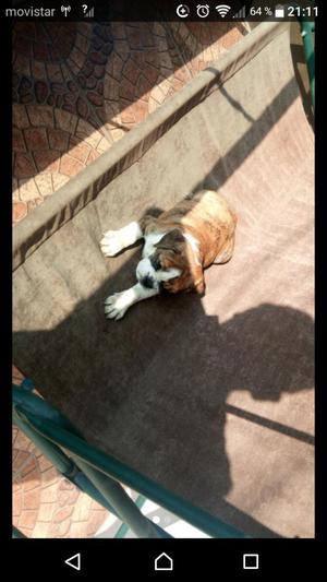 Bulldog Ingles Hembra soles