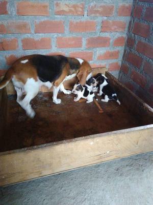Cachorritas Beagle Tricolor sólo hembras