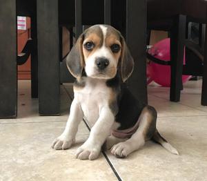 Cachorros Beagle