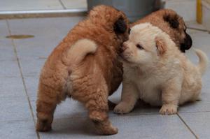 Cachorros Chow chow