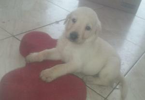 Cachorros Labradores