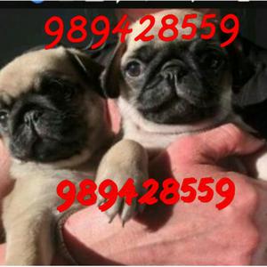 Cachorros Pug Padre Pedigree