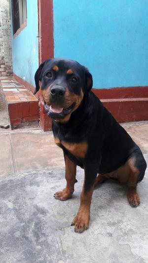 Cachorros Rottweiler