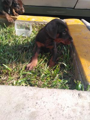 DOBERMAN MARRONES