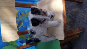 Fox terrier