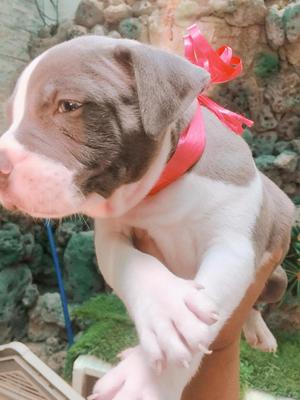 @Fusion American bully x Blue nose