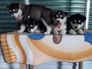 Huskies