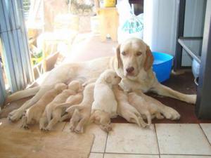 LABRADOR COMPRE EN LIMA SANTA ANITA CACHORROS DE RAZA