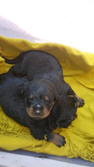 Perros Rottweiler