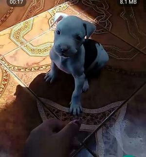 Pitbull Cachorro 2 Meses Desparacitado