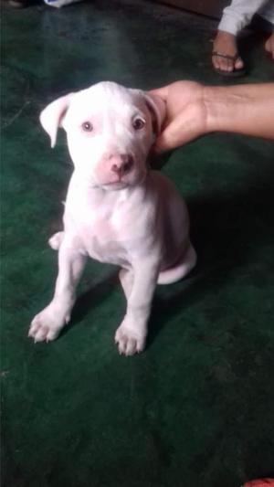 Pitbull Red Nose