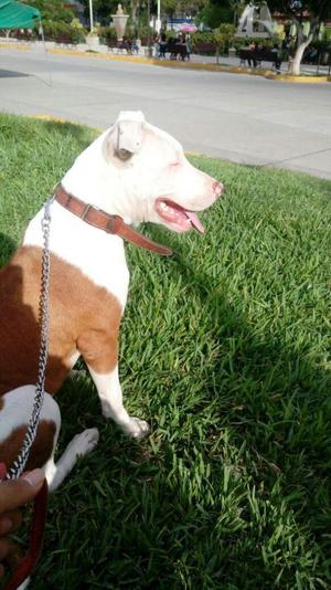 Pitbull en Venta