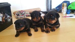 ROTTWEILER COMPRE EN LIMA SANTA ANITA