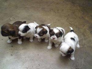 SHITZU LINDOS CACHORRITOS EN SAN MARTIN DE PORRAS LIMA