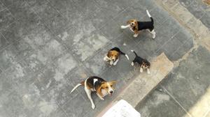 Se Vende Cachorros Beagles