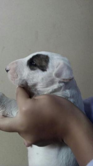 Vendo Cachorros Bullterrier