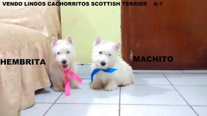 Vendo Lindos Cachorritos Scottish Terrier:::: 