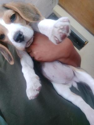 Vendo beagle cachorra de 2 meses whtasapp