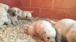 Venta de Cachorros Labradores