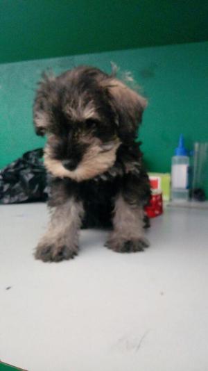 Veterinaria Vende Cachorros Schnauzer