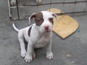 pit bull terrier cachorros color entero y cabeza blanca