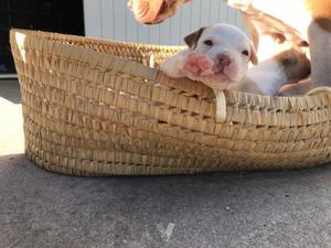 pitbull cabezones cabeza blanca hermozos cachorros de 3