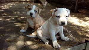 pitbull cachorros cabeza blancas hermozos cachorros 3 meses