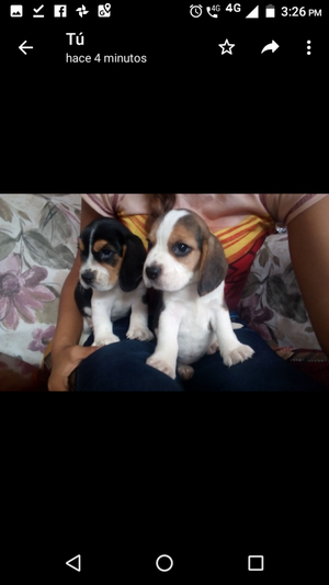 Cachorra Beagle Tricolor