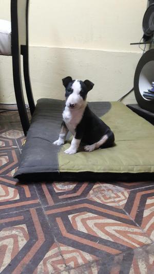 Cachorro Bull Terrier Hembra Tricolor