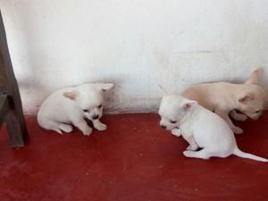 Cachorros Chihuahuas Machos