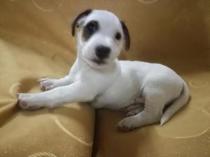 Cachorros Jack Russell