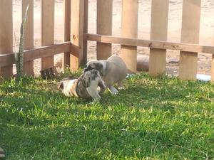 Cachorros bulldog ingls desparasitados de dos meses sper