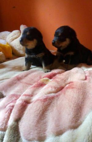 Cachorros rottwailer alemn