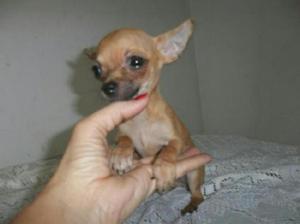 Chihuahua