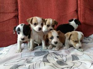 Chihuahua Cruse con Jack Russell