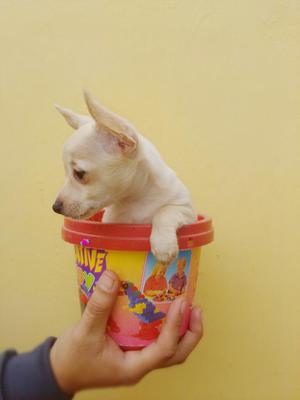 Chihuahua Juguetona