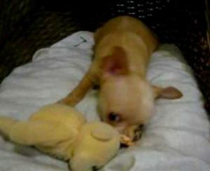 Chihuahuas