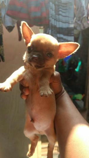 Chihuahuas en Venta