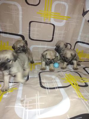 Cruce Schnauzerpug